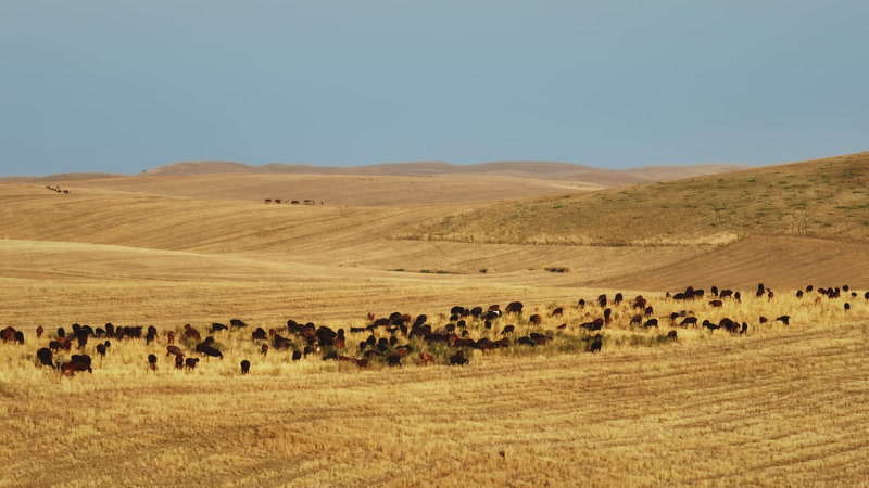 Discover Agriculture in Tajikistan, a storydriven footage Artlist