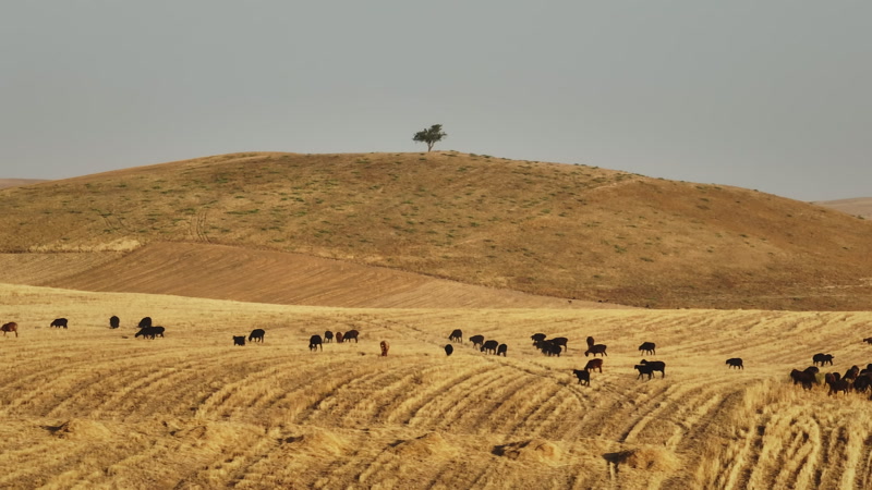Discover Agriculture in Tajikistan, a story-driven footage | Artlist