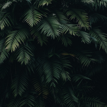 artist profile image